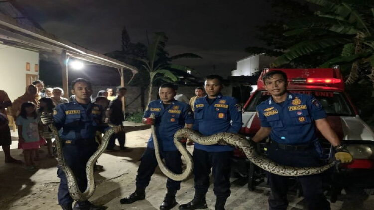 Damkar Padang Evakuasi Ekor Ular Piton Di Kawasan Gunung Pangilun