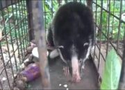 Hewan Mirip Babi Hitam-Putih Berkuku Beruang Ditangkap di Gedung DPRD Solok