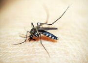 Tak Hanya Virus Corona, Penyakit Berikut Ini juga Harus Diwaspadai!