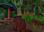 Hujan Disertai Angin Kencang, Sejumlah Pohon Tumbang di Pasaman