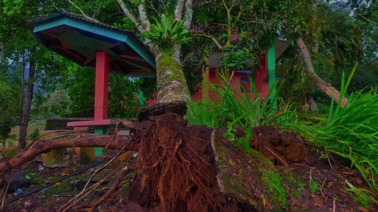 Pohon tumbang melanda Pasaman usai dilanda hujan dan angin kencang, Selasa (22/6/2021) sore tadi.