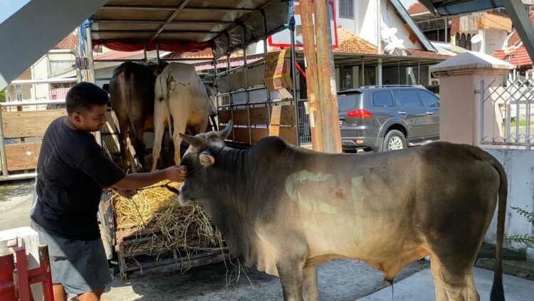 Penurunan sapi-sapi kurban di Rumah Singgah Andre Rosiade sebelum disalurkan ke masjid dan mushalal tempat berkurban yang tersebar di Padang, Sijunjung, Dharmasraya dan Agam.