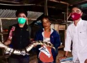 Anak Buaya Muara Ditangkap Pemancing di Lubukbasung, Agam