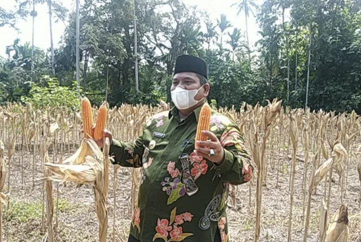 Bupati Padangpariaman, Suhatri Bur, mengikuti panen raya jagung di Nagari Sikucur Barat, Kamis.