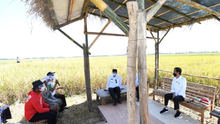 Presiden Jokowi didampingi Mentan Syahrul Yasin Limpo dan Dirut BULOG Budi Waseso berdialog dengan para petani saat meninjau panen padi di Indramayu, Jabar, Rabu (21/04/2021). (Foto: BPMI Setpres/Lukas)