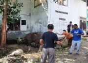 Kurban Satu Ekor Sapi! Jamaah Tarekat Naqsabandiyah di Padang Salat Idul Adha Hari Ini