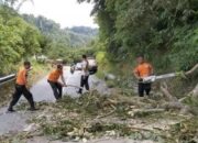 Angin Kencang Tumbangkan Pohon dan Timpa Jalan Matua-Padang Lua, Arus Lalu Lintas Terganggu