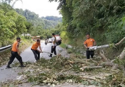 Petugas BPBD Agam sedang membersihkan pohon tumbang di Matur, Jumat (2/7).