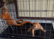 Dua Ekor Simpai Diserahkan Petani di Pasaman ke KSDA