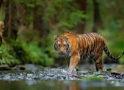 Harimau Sumatera Terjebak di Kantor BRIN Agam, Diduga Mengejar Anjing