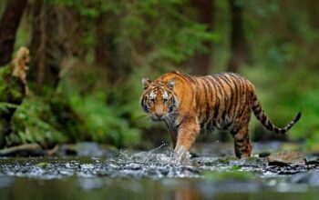 Harimau Sumatra Pemangsa Ternak Warga di Agam Dievakuasi dari Kandang Jebak