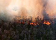 BNPB: Karhutla di Limapuluh Kota Berhasil Dikendalikan