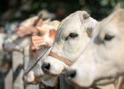 Mana yang Lebih Utama? Kurban Kambing Sendiri atau Sapi Patungan