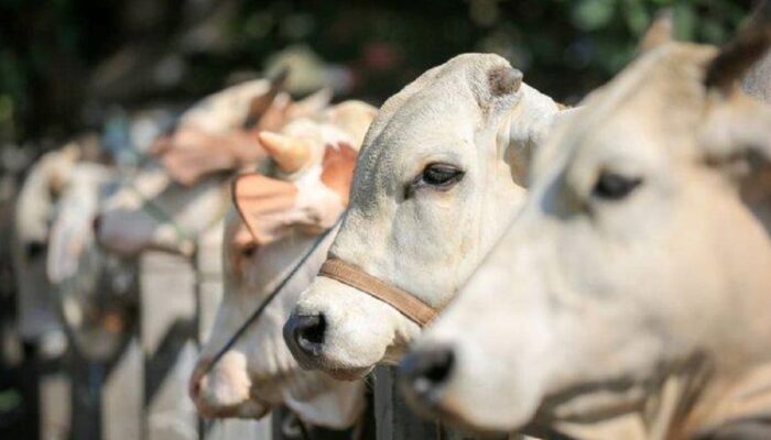 Sapi Simental 1,2 Ton Dipilih jadi Kurban Presiden di Tanah Datar