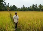 Stok Pangan di Pasaman Aman Selama Idul Adha 2025