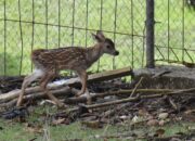 Tambah Anggota Baru, Rusa Totol di PT Semen Padang Melahirkan