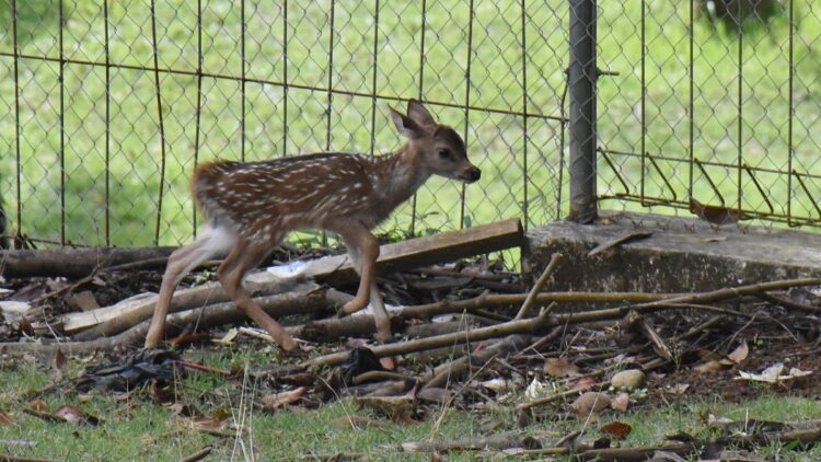 Bayi rusa yang lahir pada Rabu, 28 Juli 2021 mendekati induknya di kawasan Taman Kehati PT Semen Padang.