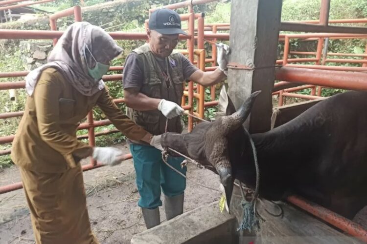 Kepala UPTD Puskeswan Dinas Pertanian Kota Payakumbuh Riche Hanny Z saat melakukan pengecekan kesehatan hewan kurban.