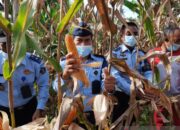 Dukung Ketahanan Pangan, Lapas Lubukbasung Panen Jagung