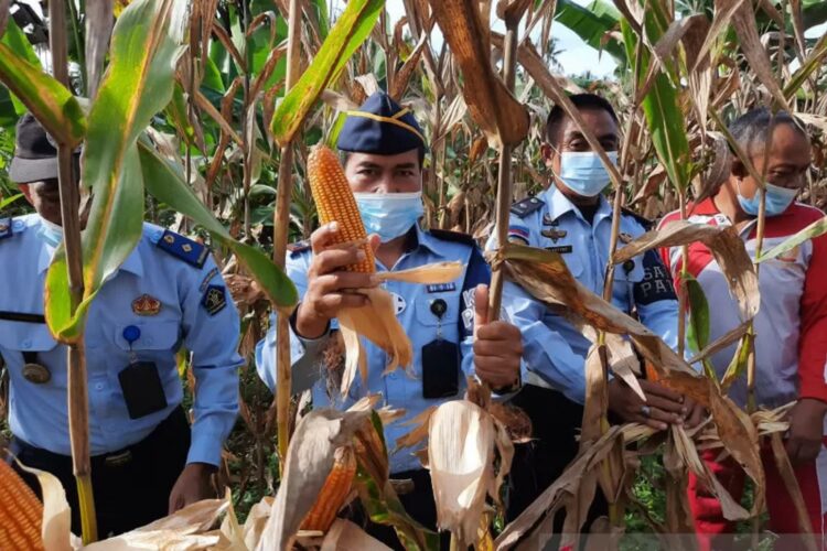 Kalapas IIB Lubukbasung, Suroto sedang memanen jagung, Selasa (3/8). (Antarasumbar/Dok Lapas IIB Lubukbasung)
