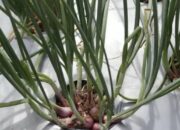 Bawang Merah Sumbu Marapi Tanah Datar jadi Varietas Lokal Unggul