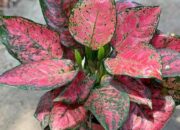 Spesies Aglaonema Merah Satu-satunya di Dunia Hanya Ada di Indonesia