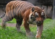 Harimau Muncul di Pasbar, BKSDA Sumbar Turunkan Tim