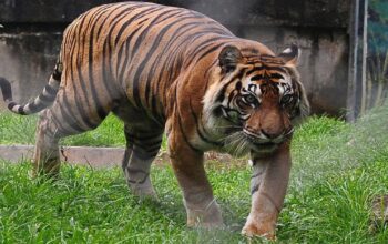Ilustrasi harimau. (net)