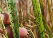 20 Hektare Sawah di Pariaman Diserang Wereng, Tahun Ini Dampaknya lebih Parah