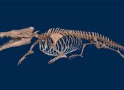 Kemungkinan Berasal dari Afrika, Arkeolog Temukan Fosil Paus Berkaki Empat di Mesir