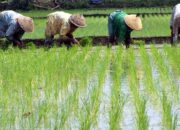 Pemkab Solok Salurkan Bantuan Irigasi untuk 102 Kelompok Tani, Dorong Swasembada Pangan