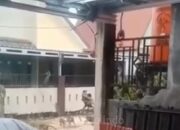 Waduh! Gerombolan Monyet Serang Pemukiman, Warga Ketakutan