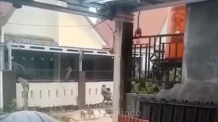 Gerombolan monyet serang pemukiman warga viral. (Instagram/fakta.indo)