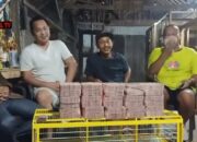 Selalu Juara di Tingkat Nasional, Pria Ini Rela Bayar Rp1,5 Miliar Beli Burung Merpati