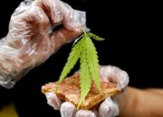 Peredaran 19 Paket Besar Ganja dari Panyabungan Digagalkan, Polres Pasaman Bekuk Dua Pengantar