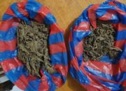 Karena Ganja Tiga Pemuda Agam Ditangkap Polres Bukittinggi