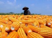 Pemerintah Salurkan 52.400 Ton Jagung Murah untuk Peternak Ayam Petelur