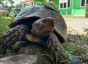 Sempat Jadi Mainan Warga, Kura-kura Kaki Gajah Langka Akhirnya Dilepas ke Cagar Alam Maninjau