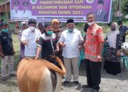 Kader Gerindra Serahkan 13 Sapi untuk Kelompok Tani di Padangpariaman