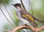 Perdagangkan Ratusan Burung, Pria 49 Tahun di Bukittinggi Ini Diciduk Tim Kurambit