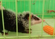 Warga Agam Temukan Tikus Langka, KSDA bakal Lepasliarkan ke Alam