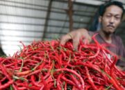 Harga Cabai Meroket, 700 Kg Cabai Merah dari Magelang Disalurkan ke Pasar Sumbar