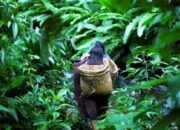 100 Lebih Negara Investasikan Rp270,8 Triliun untuk Pulihkan Kondisi Hutan