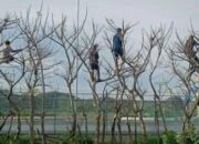 Warga Rela Naik Pohon dan Truk saat Berada di Sirkuit Mandalika, Ada Apa?