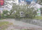 Akibat Hujan Deras Disertai Angin Kencang, Pohon Tumbang Timpa Mobil di Batas Kota Padang