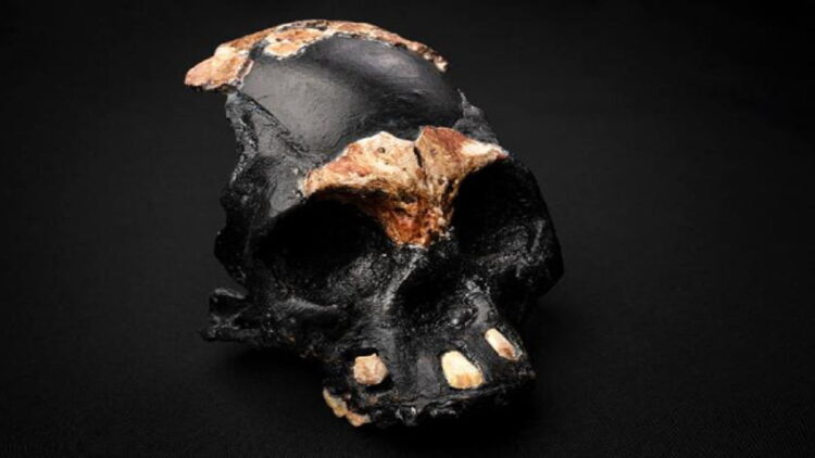 Tengkorak dari seorang anak yang berusia 4 sampai 6 tahun ini adalah yang pertama diketahui milik kerabat manusia purba modern yang disebut Homo naledi. Foto/CNN