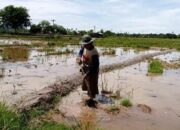 Petani Keluhkan Pupuk Subsidi Langka dan Mahal di Pessel, sudah Terjadi Dua Bulan Terakhir