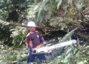 Hujan dan Angin Kencang Landa Agam, Pohon Tumbang Timpa Rumah dan Jalan Provinsi