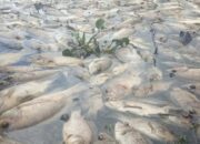 Bertambah 85 Ton, Ikan Mati di Danau Maninjau Hampir 1.000 Ton