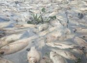 Ikan Mati di Danau Maninjau Capai 1.445 Ton, Tersebar di Tujuh Nagari